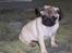 Mops Hugo <3