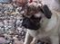 Mops Hugo <3