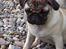 Mops Hugo <3