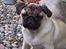 Mops Hugo <3 - kong Hugo <3