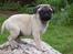 Mops Hugo <3