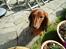 Gravhund Sofus