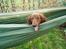 Gravhund Sofus