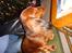 Gravhund Sofus