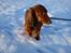 Gravhund Sofus