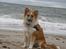 Islandsk fårehund Nala