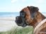 Boxer Berta
