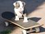 Olde english bulldogge Magnum von Frankenstein