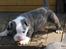 Olde english bulldogge Magnum von Frankenstein