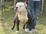 Olde english bulldogge Magnum von Frankenstein - Far