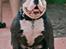 Olde english bulldogge Magnum von Frankenstein - Bedste far