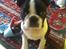Boston terrier Dobby