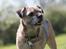 Border terrier Mille