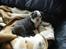 Olde english bulldogge Magnum von Frankenstein