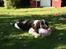 Engelsk springer spaniel Baloo *R.I.P*
