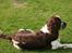 Engelsk springer spaniel Baloo *R.I.P*