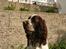 Engelsk springer spaniel Baloo *R.I.P*