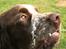 Engelsk springer spaniel Baloo *R.I.P*