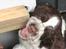 Engelsk springer spaniel Baloo *R.I.P*