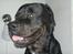 Blanding af racer GD&ROTTWEILER - Cola -