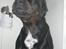 Blanding af racer GD&ROTTWEILER - Cola -