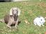Weimaraner Hot Shoot´s Jeco - Selvom man er jagt hund, kan man godt være sammen med kaninerne