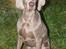 Weimaraner Hot Shoot´s Jeco