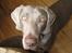 Weimaraner Hot Shoot´s Jeco