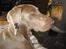 Weimaraner Hot Shoot´s Jeco - Fin skal man være :)