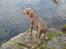 Weimaraner Hot Shoot´s Jeco