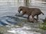 Weimaraner Hot Shoot´s Jeco