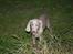 Weimaraner Hot Shoot´s Jeco
