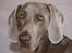 Weimaraner Hot Shoot´s Jeco