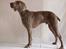 Weimaraner Hot Shoot´s Jeco