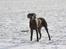 Weimaraner Hot Shoot´s Jeco