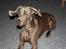 Weimaraner Hot Shoot´s Jeco