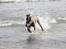 Weimaraner Hot Shoot´s Jeco