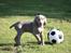 Weimaraner Hot Shoot´s Jeco - Jeco som hvalp