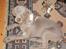 Weimaraner Hot Shoot´s Jeco - Jeco som hvalp