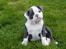 Olde english bulldogge Magnum von Frankenstein
