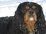 Cavalier king charles spaniel Nano (Elimosa 007 James) - Flotte dreng!