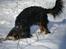 Cavalier king charles spaniel Nano (Elimosa 007 James) - Mmmm! - sne :-)
