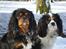 Cavalier king charles spaniel Nano (Elimosa 007 James) - Mine flotte hunde! (Nano til venstre, Pico til højre)