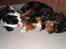 Cavalier king charles spaniel Nano (Elimosa 007 James) - Tager lige en lille lur ;-)