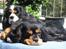 Cavalier king charles spaniel Nano (Elimosa 007 James) - Hygge!