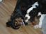 Cavalier king charles spaniel Nano (Elimosa 007 James) - Lege-tid!