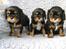 Cavalier king charles spaniel Nano (Elimosa 007 James) - Det er Nano i midten :-) - Lille vaps <3