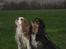 Cavalier king charles spaniel Nano (Elimosa 007 James) - Nano sammen med han far :-)