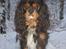 Cavalier king charles spaniel Nano (Elimosa 007 James) - Min flotte hund :-)