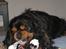 Cavalier king charles spaniel Nano (Elimosa 007 James) - Nano pakker gaver op :-)